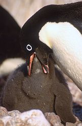 AdelieFeedV3 - Adelie penguin feeding its chick, Antarctica