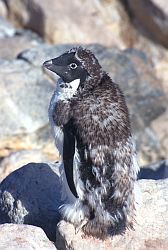 AdelieFledging - Adelie penguin shedding his feathers, Antarctica