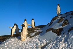 AdelieFledgingSpring - Fledging Adelie penguins in autumn, Antarctica