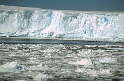 AdelieFloatingIce - Lone penguin on floating ice in front of the Astrolabe glacier, Antarctica