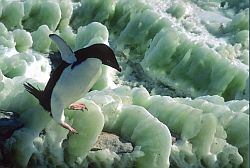 AdelieGreenIce - Adelie penguin on green ice, Antarctica