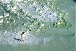 AdelieGreenIce2 - Lone adelie penguin on green ice, Antarctica