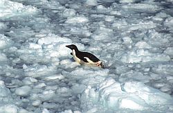 AdelieIceClose - Adelie penguin on sea ice, Antarctica
[ Click to go to the page where that image comes from ]
