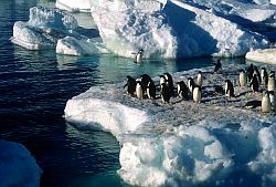 AdelieJumping - Adelie penguin jumping out of the water, Antarctica