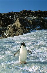 AdelieLone - Lone Adelie penguin in Antarctica