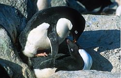 AdelieMating - Adelie penguins mating, Antarctica