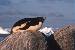 AdelieOnRock - Adelie penguin resting on its nest, Antarctica