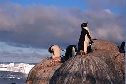 AdelieOnRock3 - Adelie penguins on rocky outcrop, Antarctica