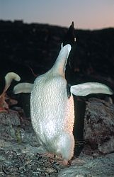 AdelieSing - Adelie penguin singing, Antarctica