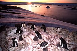 AdelieSunsetGroup - Adelie penguin rookery in the sunset, Antarctica