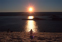 AdelieSunsetOcean - Adelie penguin with sun setting over continent, Antarctica