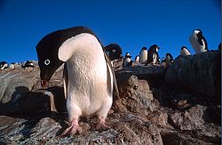 AdelieThreatening - Adelie penguins in threatening attitude, Antarctica