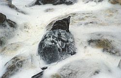 AdelieUnderStorm - Snow covered Adelie penguin during a storm, Antarctica