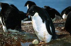 AdelieWetEgg - Penguin unable to sit properly leads to wet and dead egg, Antarctica