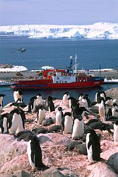 AstrolabeBehindPenguins - Adelie penguins and Astrolabe in Dumont d'Urville, Antarctica