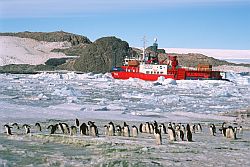 AstrolabePenguins - The Astrolabe at bay in Dumont d'Urville, with Adelie penguins on the sea ice, Antarctica