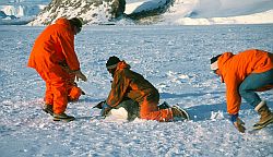 EmperorCapture - Emperor penguin capture, Antarctica
[ Click to go to the page where that image comes from ]