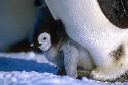 EmperorChickComfort - Emperor penguin chick, Antarctica