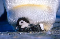 EmperorChickPouch - Emperor penguin chick under parent pouch, Antarctica
[ Click to go to the page where that image comes from ]