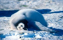 EmperorChickTooHot - Emperor penguin chick laying down to cool against the ice on a warm summer day, Antarctica