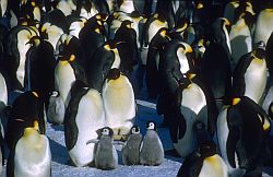 EmperorChicks3 - 3 emperor penguin chicks in the middle of the rookery of adults, Antarctica