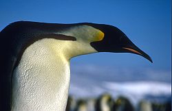 EmperorNeck - Long necked emperor penguin, Antarctica
[ Click to download the free wallpaper version of this image ]