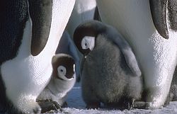 EmperorTwoChicks - Facing emperor penguin chicks, Antarctica