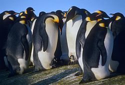 EmperorWatchEgg2 - Very young emperor penguin chicks, Antarctica