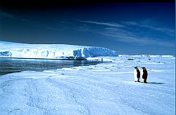 EmperorsNearWater - Emperor penguins ready to return to the sea, Antarctica