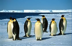 EmperorsSpring - Emperor penguins on the sea ice, Antarctica
[ Click to go to the page where that image comes from ]