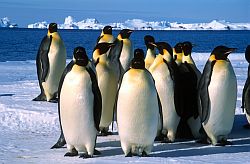 EmperorsSpring2 - Emperor penguins gathering on the sea ice previous to spring departure, Antarctica