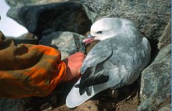 FulmarControl - Controlling a tag on an Antarctic fulmar, Antarctica
[ Click to go to the page where that image comes from ]