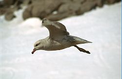 FulmarFlight - Antarctic fulmar in flight, Antarctica