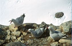 Fulmars - Antarctic fulmars, Antarctica