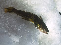 LifeNothotenia - Nothotenia Rossi, Antarctica