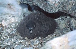 PetrelCapeChick - Cape petrel chick, Antarctica