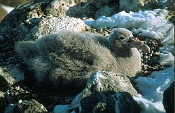 PetrelGiantChick - Giant petrel chick, Antarctica