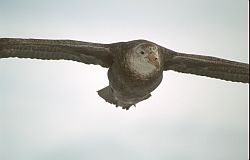 PetrelGiantFlight - Giant petrel in flight, Antarctica