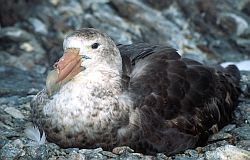 PetrelGiantSitting - Giant petrel sitting, Antarctica