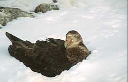 PetrelGiantSnow - Juvenile giant petrel, Antarctica