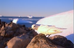 PetrelSnow - Snow petrel, Antarctica