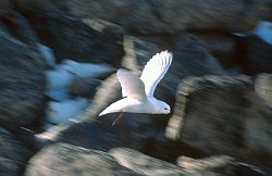 PetrelSnowFly - Snow petrel in flight, Antarctica