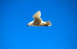 PetrelSnowSky - Snow petrel in flight, Antarctica
[ Click to go to the page where that image comes from ]
