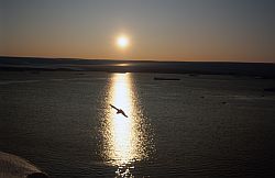 PetrelSun - Snow petrel passing in front of the setting sun, Antarctica