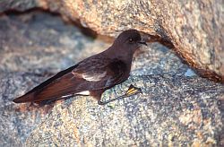 PetrelWilson - Wilson petrel (aka storm petrel), Antarctica
[ Click to go to the page where that image comes from ]