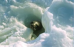 SealInHole - Weddell seal in its hole, Antarctica