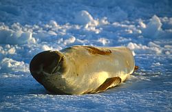 SealLeopard - Leopard seal, Antarctica