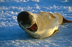 SealLeopardMouth - Leopard seal, Antarctica