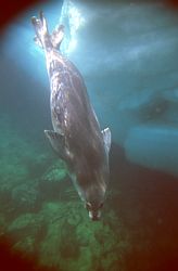 SealUnderwater - Weddell seal underwater, Antarctica
[ Click to go to the page where that image comes from ]