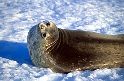 SealWeddell - Weddell seal on the ice, Antarctica